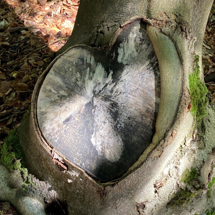 Baum mit Astloch in Herzform